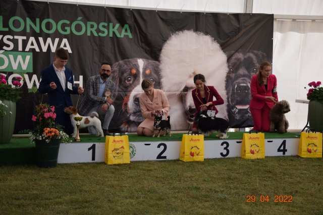 psydz1 82